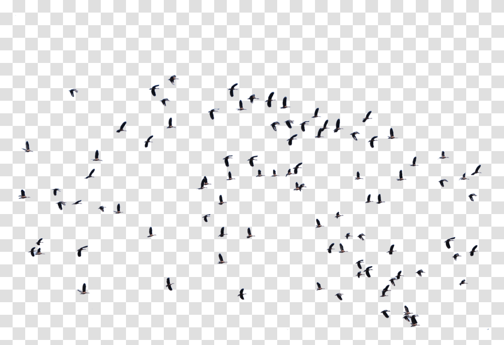 Architectural Birds, Flock, Animal Transparent Png