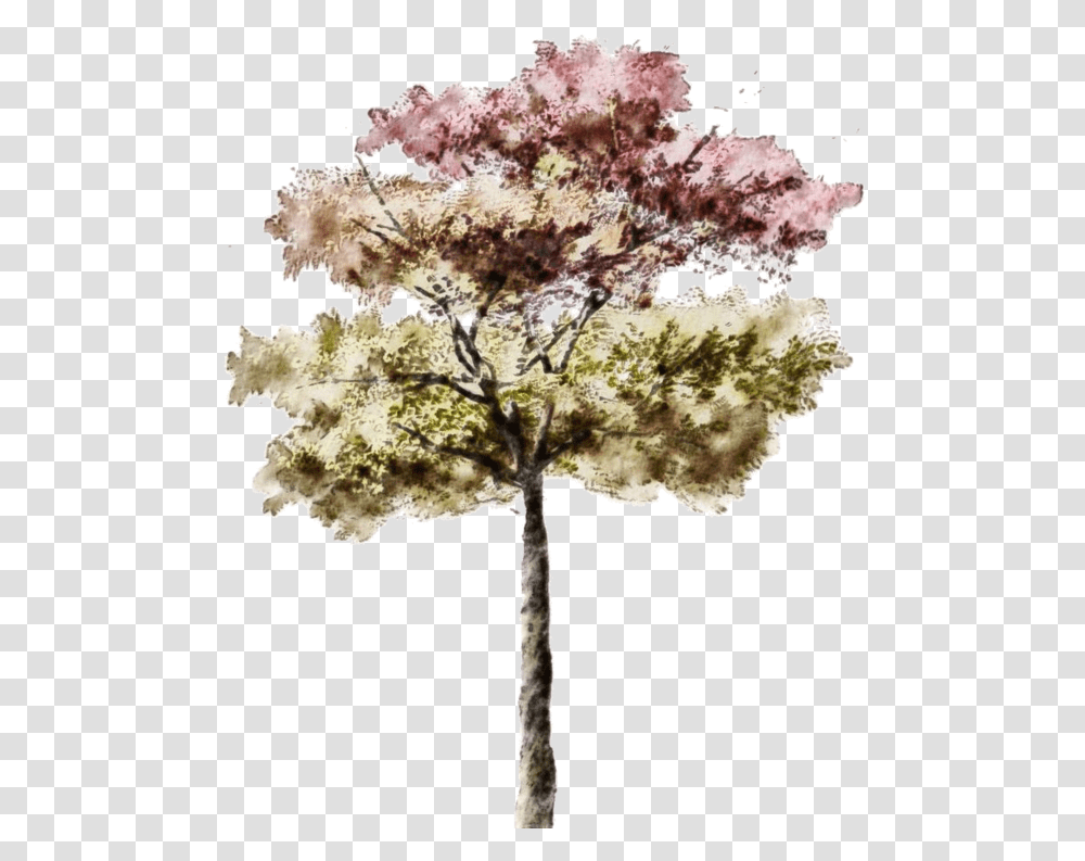 Architectural Rendering Watercolor Tree, Plant, Fungus, Flower, Leaf Transparent Png