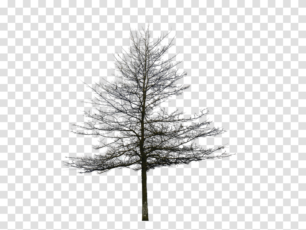 Architectural Trees Pine Tree Without Leaves, Nature, Outdoors, Plant, Night Transparent Png