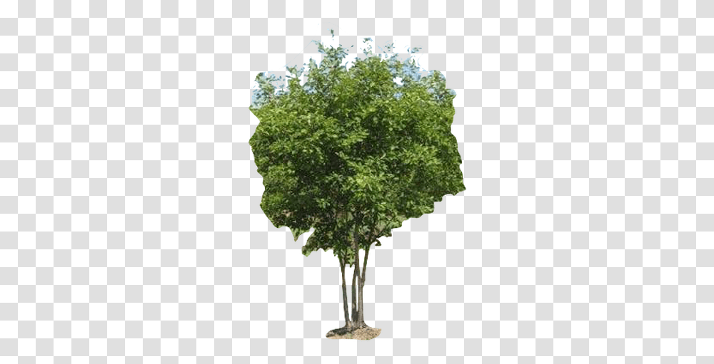 Architecture Tree Cut Out, Plant, Oak, Sycamore, Maple Transparent Png