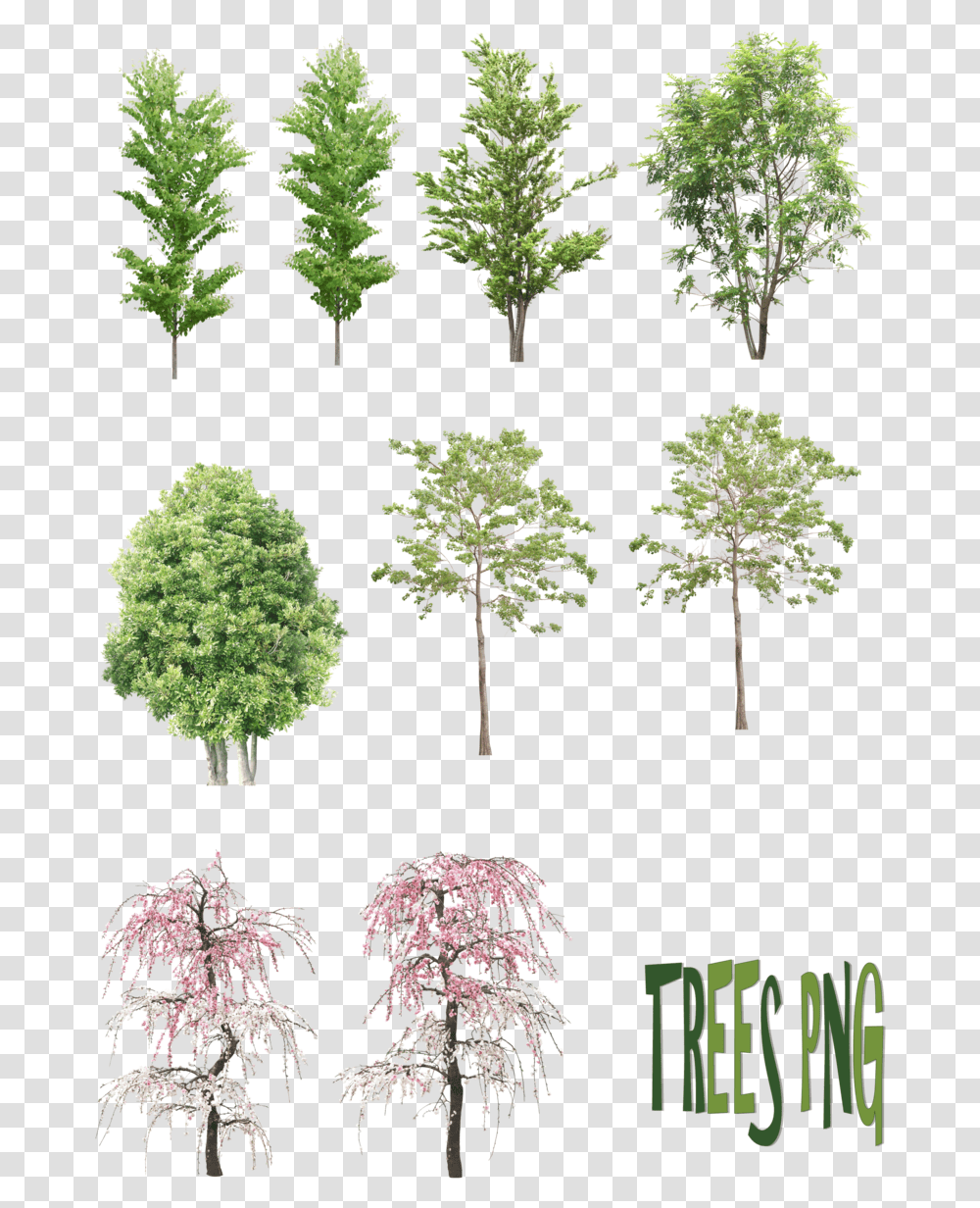Architecture Tree Sketches, Plant, Vegetation, Tree Trunk, Woodland Transparent Png