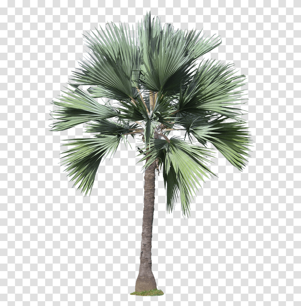 Architecture Trees, Plant, Palm Tree, Arecaceae Transparent Png