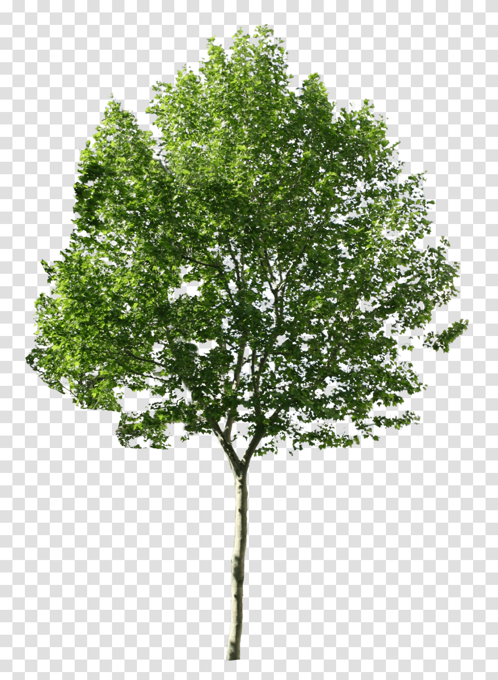 Architecture Trees & Clipart Free Download Ywd Tree Photoshop, Plant, Oak, Sycamore, Maple Transparent Png