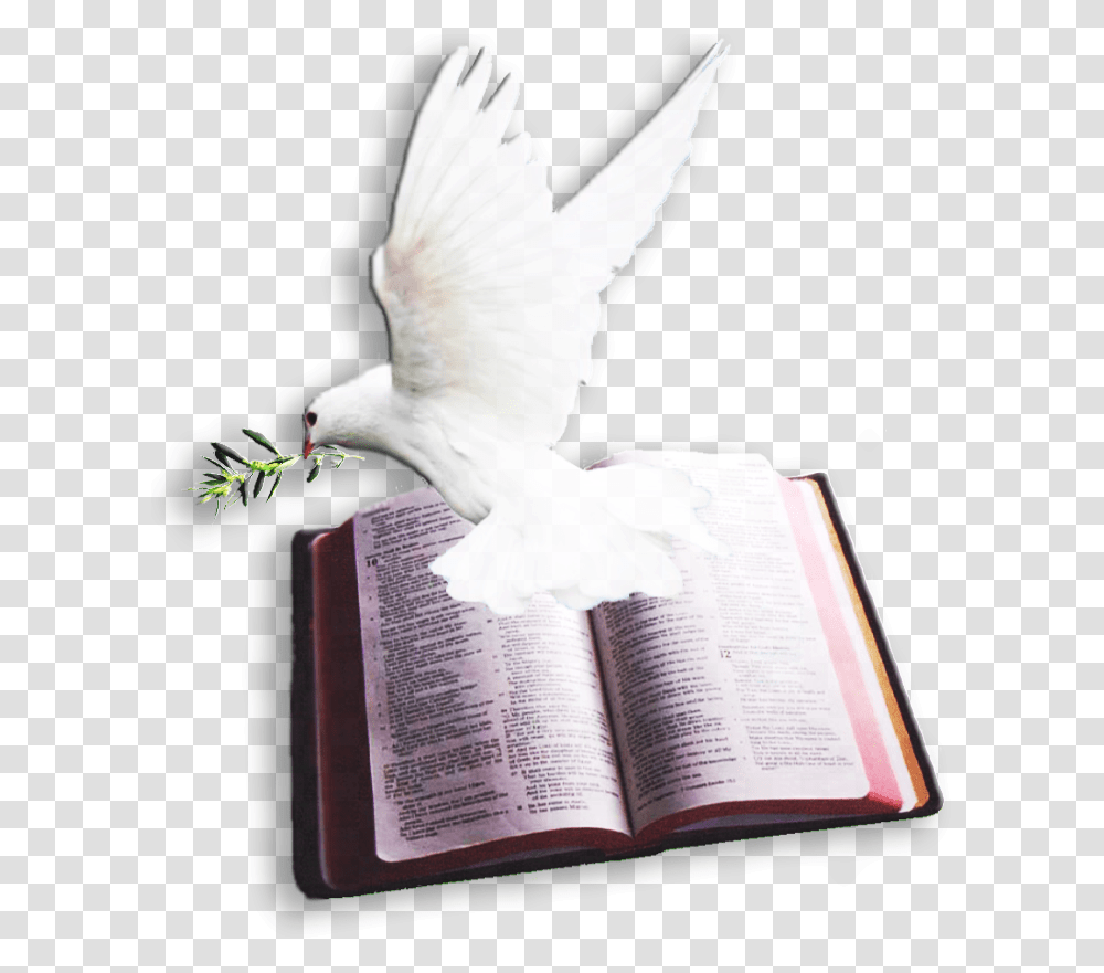 Archivo Del Blog Lt Bible And Dove Download Bible And Dove, Book, Bird, Animal, Pigeon Transparent Png