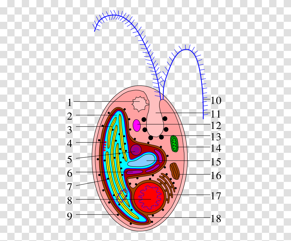 Archivocryptophyta Cell Scheme, Pattern, Number Transparent Png