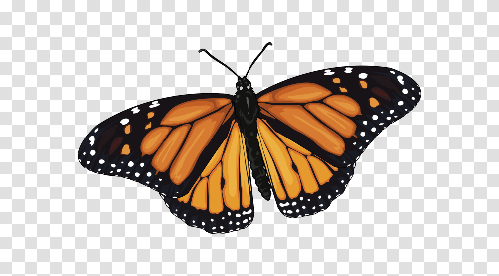 Archivomariposa Monarca, Butterfly, Insect, Invertebrate, Animal Transparent Png