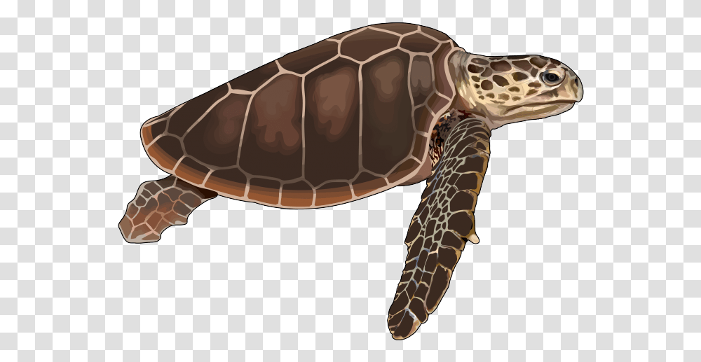 Archivotortuga Bobapng Canariwiki Tortuga, Tortoise, Turtle, Reptile, Sea Life Transparent Png