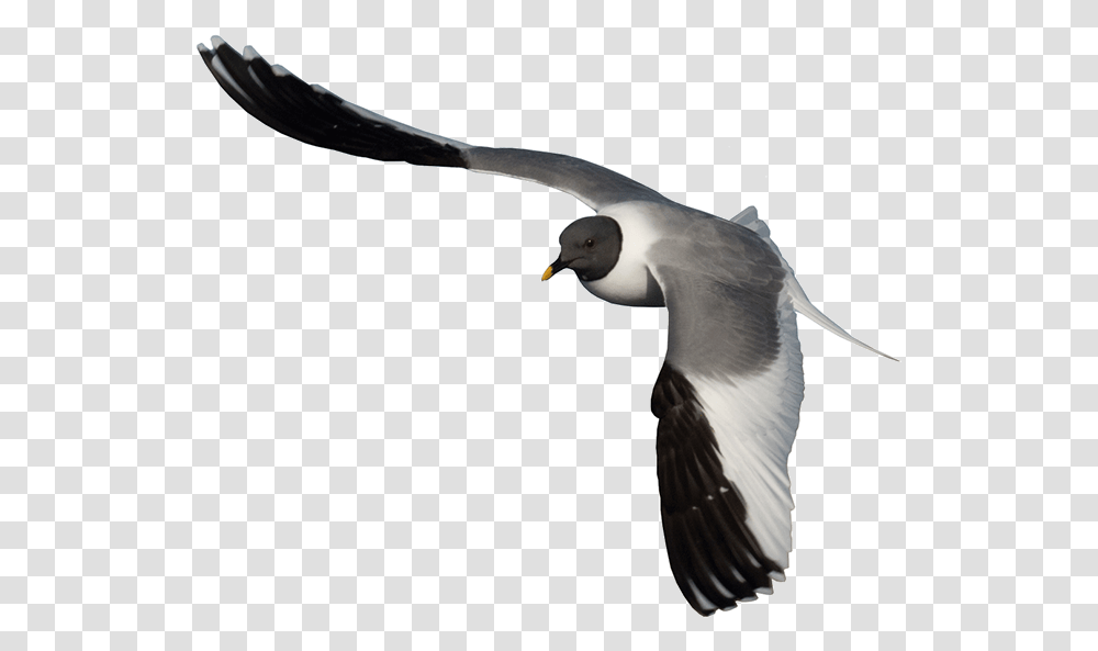 Arctic Birds, Flying, Animal, Seagull, Beak Transparent Png