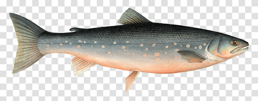 Arctic Fish Farmed Arctic Char, Animal, Sea Life, Mullet Fish, Coho Transparent Png
