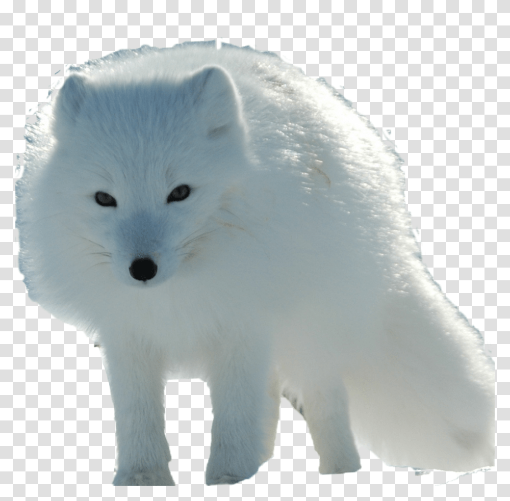 Arctic Fox, Animals, Wildlife, Mammal, Canine Transparent Png