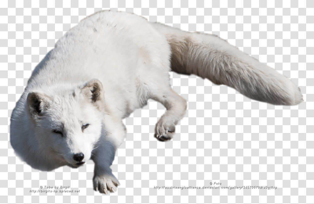 Arctic Fox, Animals, Wildlife, Mammal, Canine Transparent Png