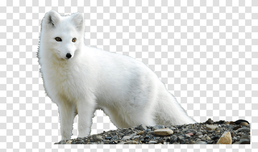 Arctic Fox Arctic Cute Baby Fox, Wildlife, Mammal, Animal, Canine Transparent Png