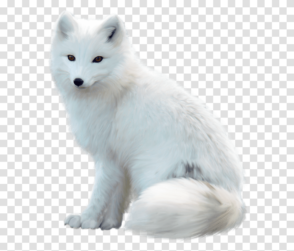 Arctic Fox Arctic Fox White Background, Wildlife, Mammal, Animal, Canine Transparent Png
