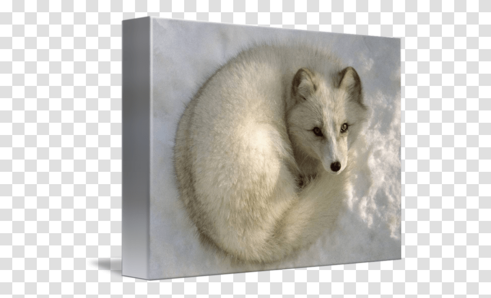 Arctic Fox Art, Mammal, Animal, Wildlife, Canine Transparent Png