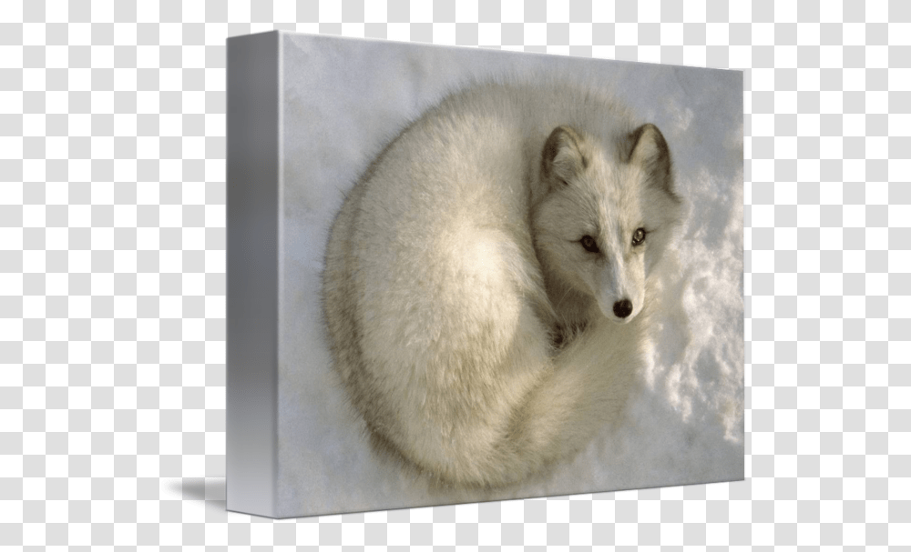 Arctic Fox Png Images For Free Download Pngset Com