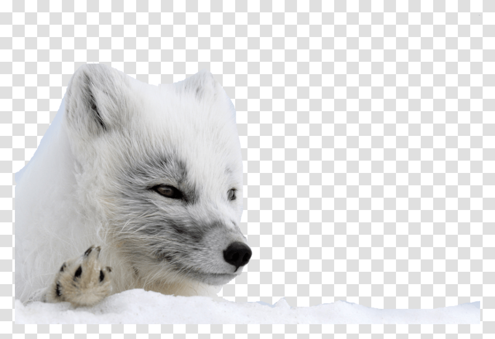 Arctic Fox Background Arctic Fox, Wildlife, Mammal, Animal, Canine Transparent Png