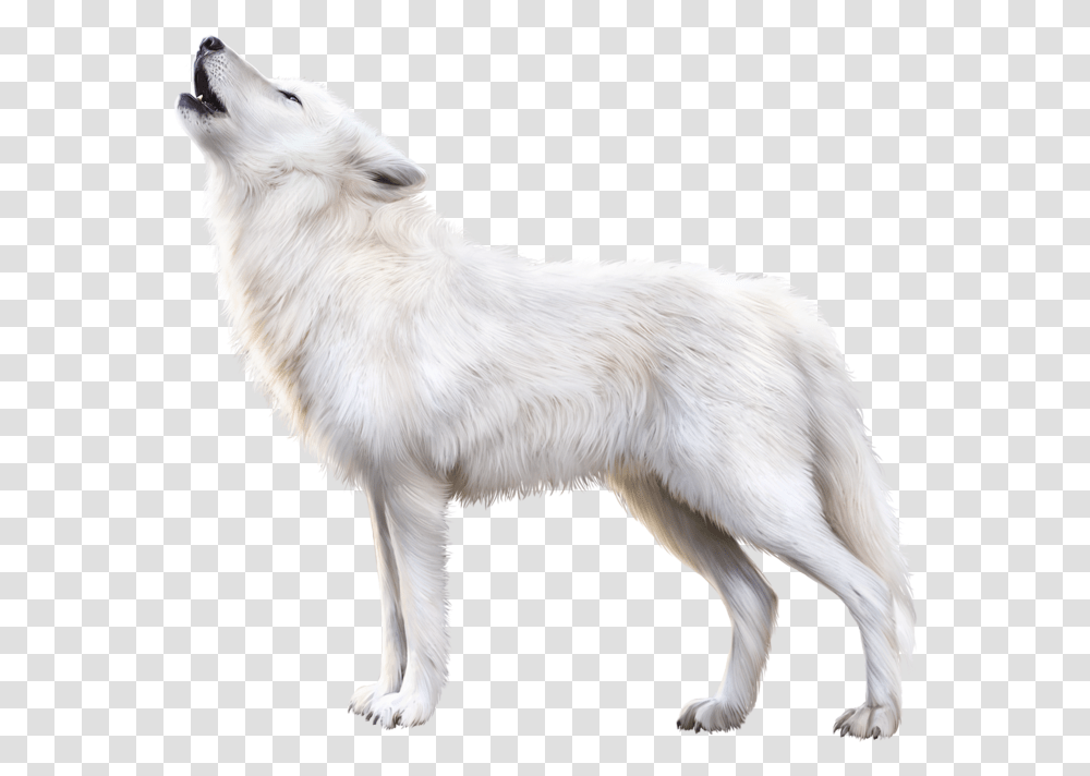 Arctic Fox Download Image Arctic Fox, Wolf, Mammal, Animal, Dog Transparent Png
