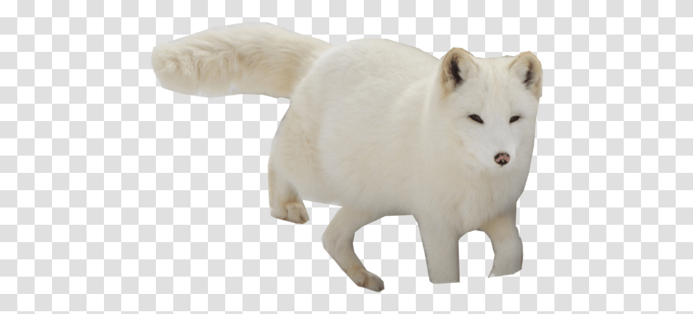 Arctic Fox, Mammal, Animal, Canine, Wildlife Transparent Png