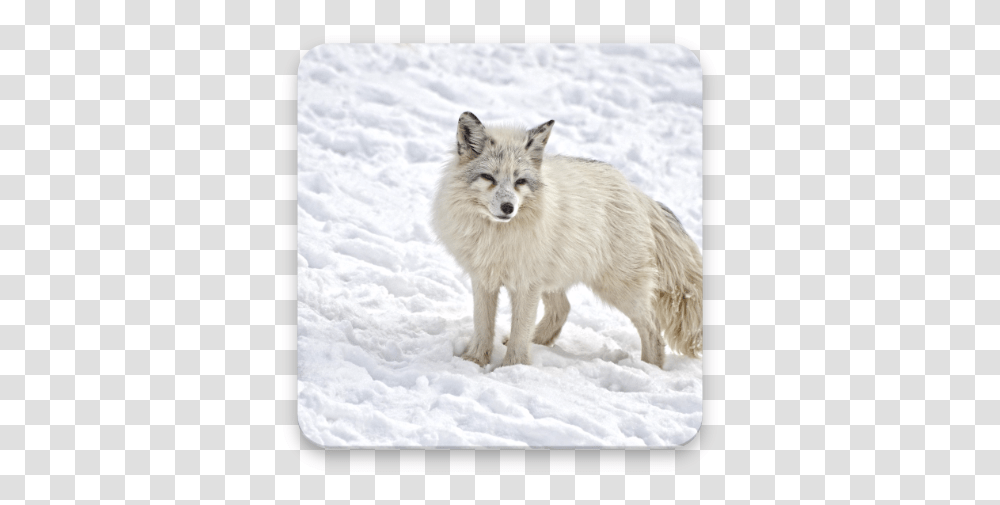 Arctic Fox Wallpaper Hd - Appar P Google Play Zorro Artico, Dog, Pet, Canine, Animal Transparent Png