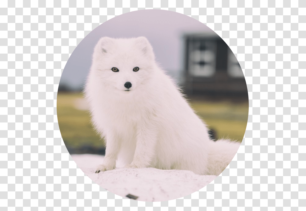 Arctic Fox White Fox, Wildlife, Mammal, Animal, Canine Transparent Png