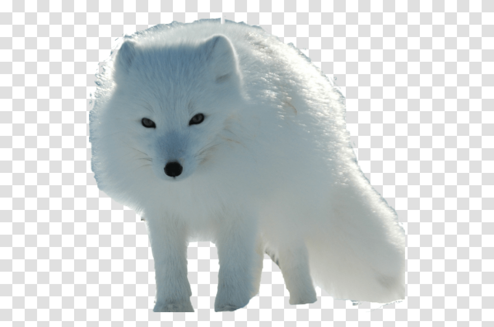 Arctic Fox, Wildlife, Mammal, Animal, Canine Transparent Png