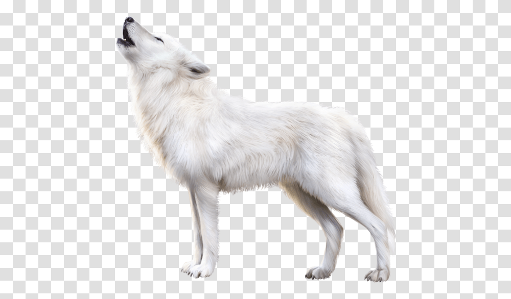 Arctic Fox, Wolf, Mammal, Animal, Dog Transparent Png