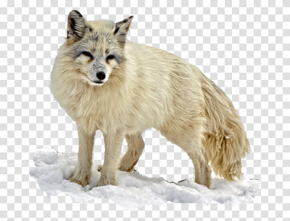 Arctic Snow Fox Image Arctic Fox Background, Dog, Pet, Canine, Animal Transparent Png