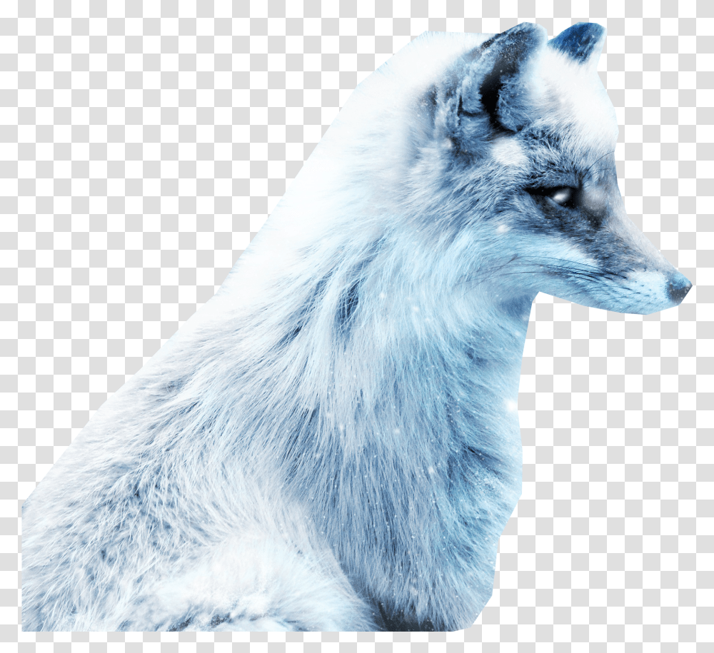 Arctic Snow Fox Snow Fox, Wildlife, Mammal, Animal, Bird Transparent Png