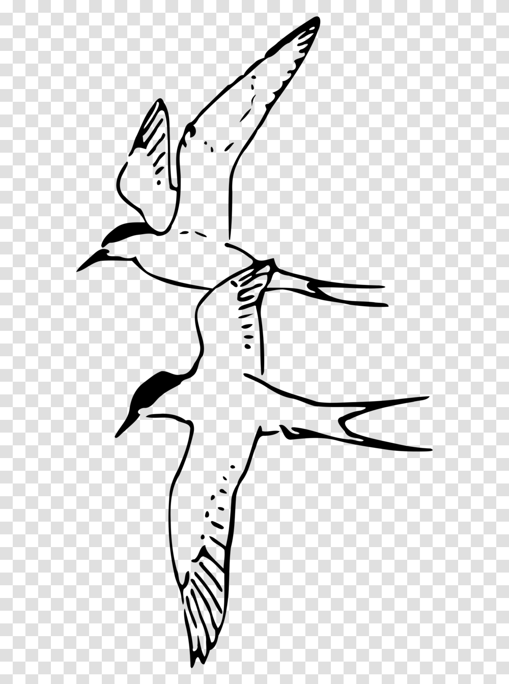 Arctic Tern Black And White, Gray, World Of Warcraft Transparent Png