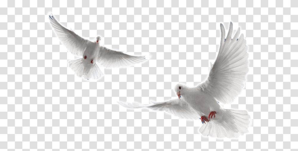 Arctic Tern Dove Flying, Bird, Animal, Pigeon Transparent Png