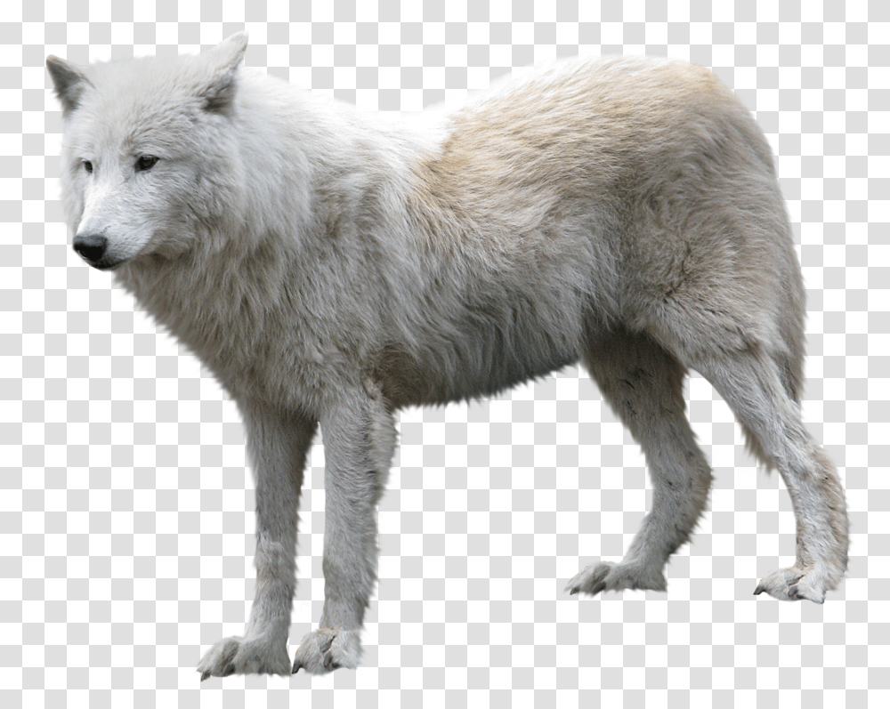 Arctic Wolf, Mammal, Animal, Dog, Pet Transparent Png