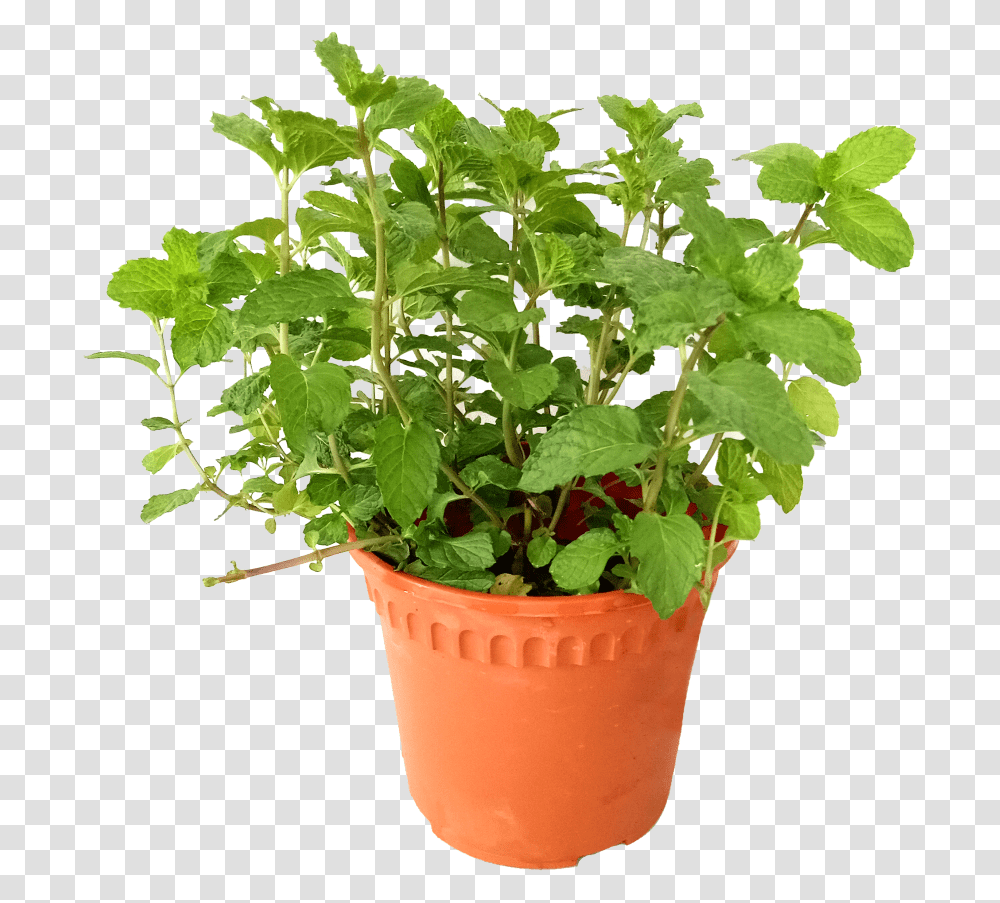 Are Mint Leaves Edible Flowerpot, Plant, Vegetable, Food, Produce Transparent Png