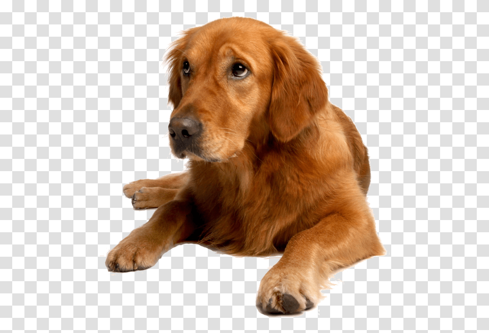 Are Proud To Have Three Amazing Groomers Who Work Monday Shar Pei Golden Retriever Mix, Dog, Pet, Canine, Animal Transparent Png