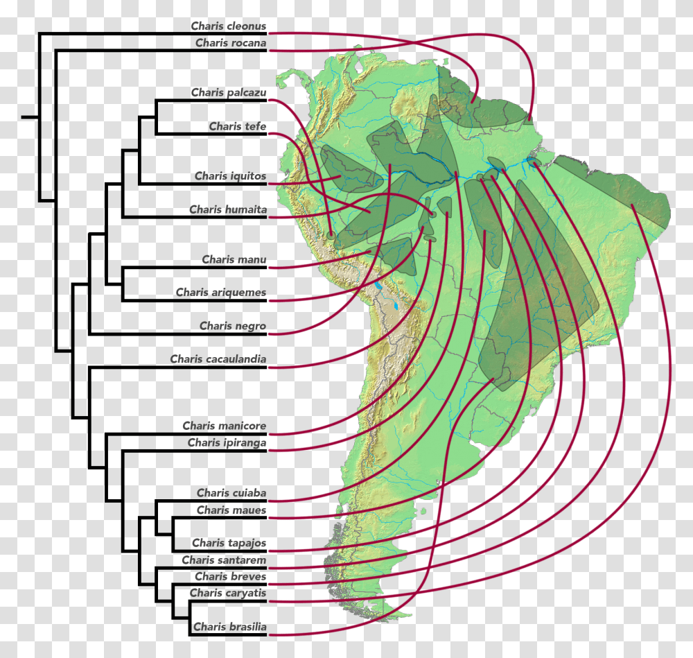 Area Cladogram Of Charis Butterflies, Plot, Diagram, Atlas, Map Transparent Png