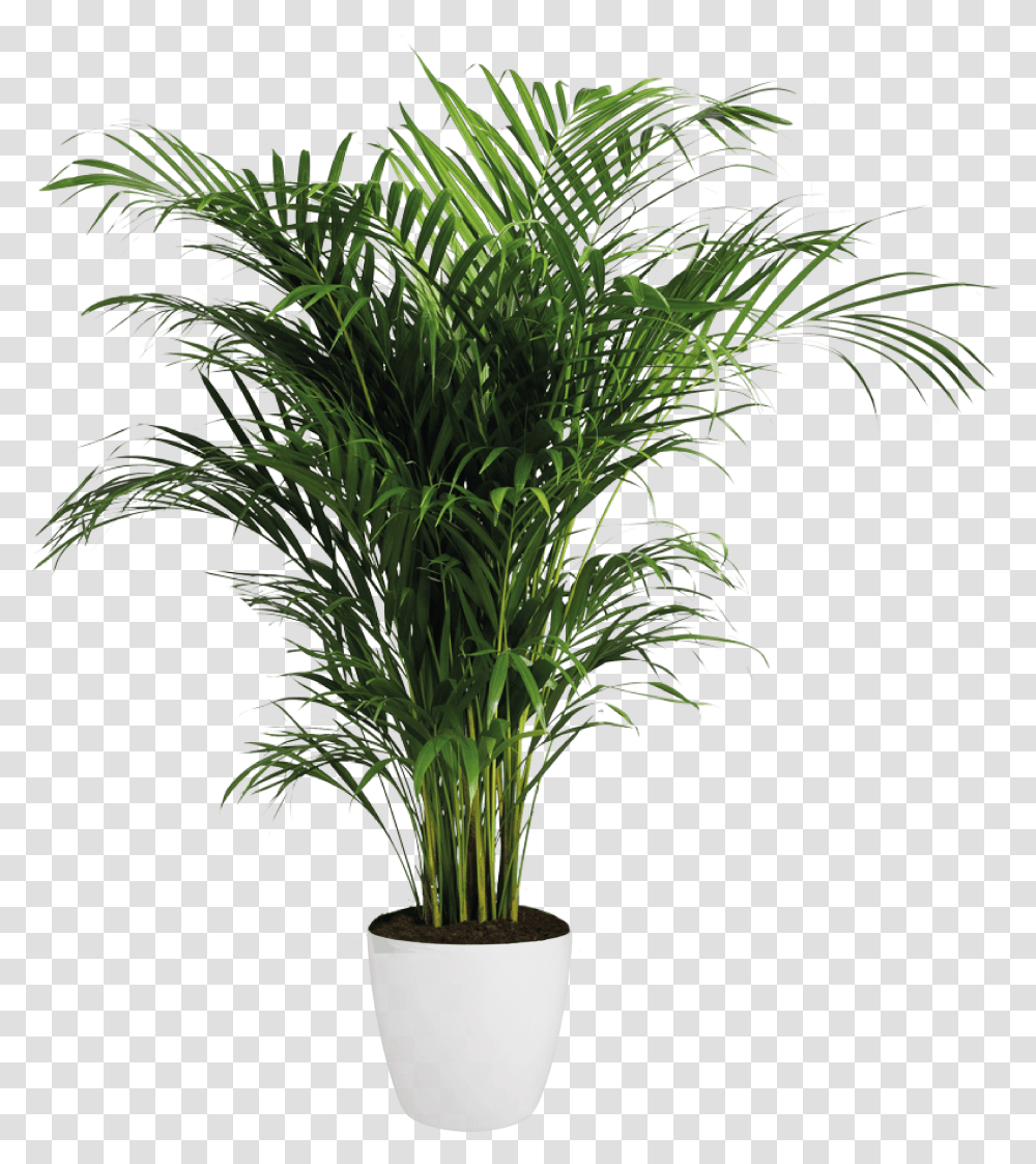 Areca Palm Background Indoor Plants, Tree, Palm Tree, Arecaceae Transparent Png