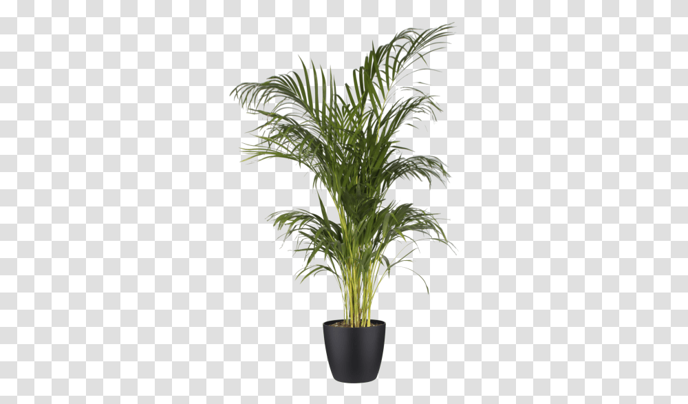 Areca Palm Background, Plant, Tree, Palm Tree, Arecaceae Transparent Png