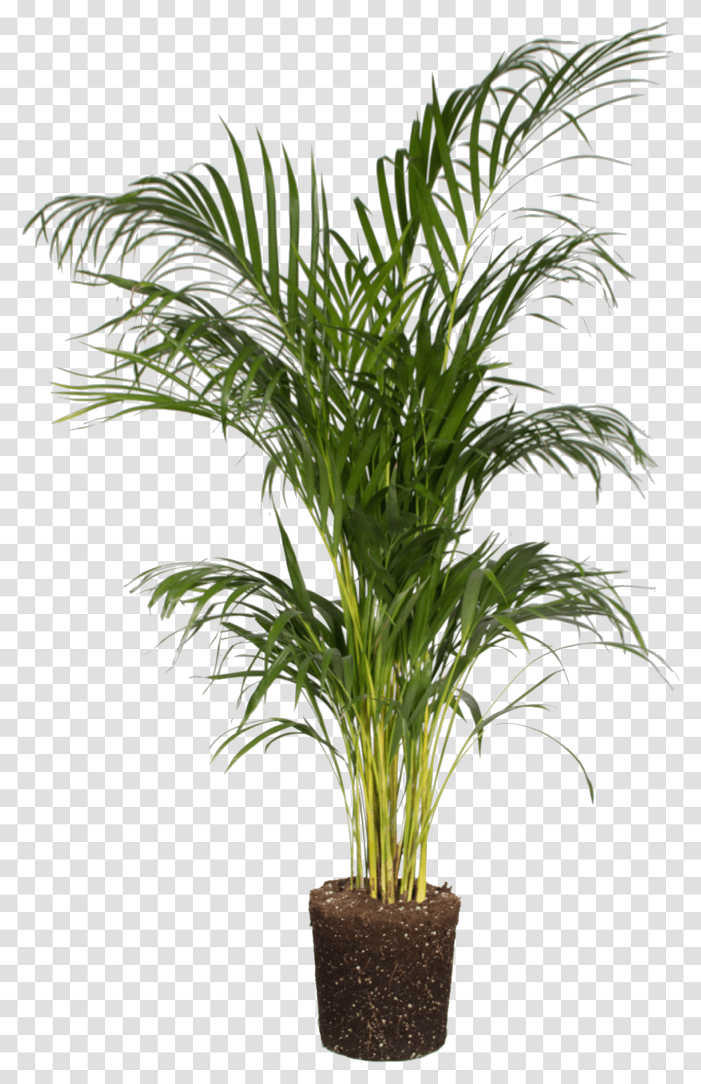 Areca Palm Download Areca Palm Background, Tree, Plant, Palm Tree, Arecaceae Transparent Png