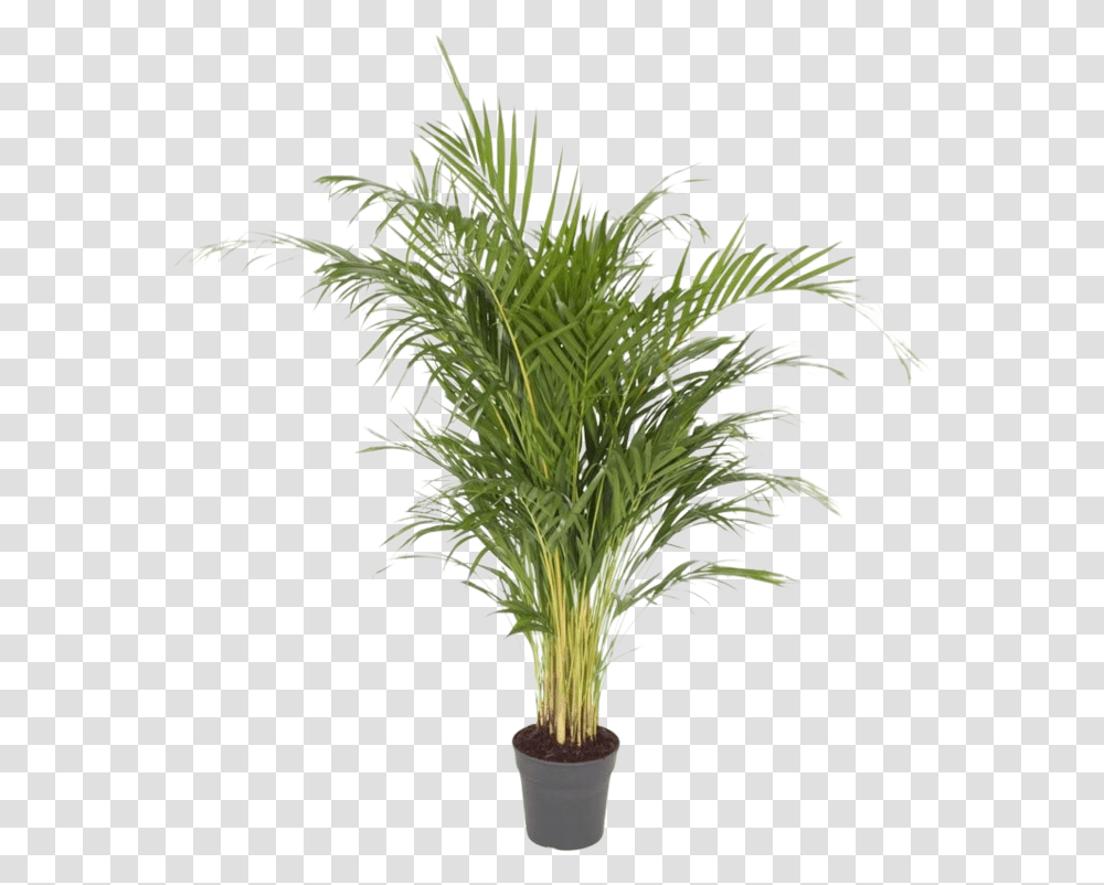 Areca Palm Dypsis Lutescens Dypsis Lutescens, Plant, Tree, Palm Tree, Arecaceae Transparent Png