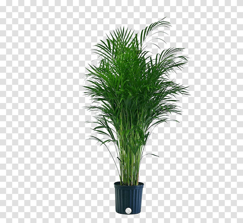 Areca Palm Home Depot, Palm Tree, Plant, Arecaceae, Vegetation Transparent Png