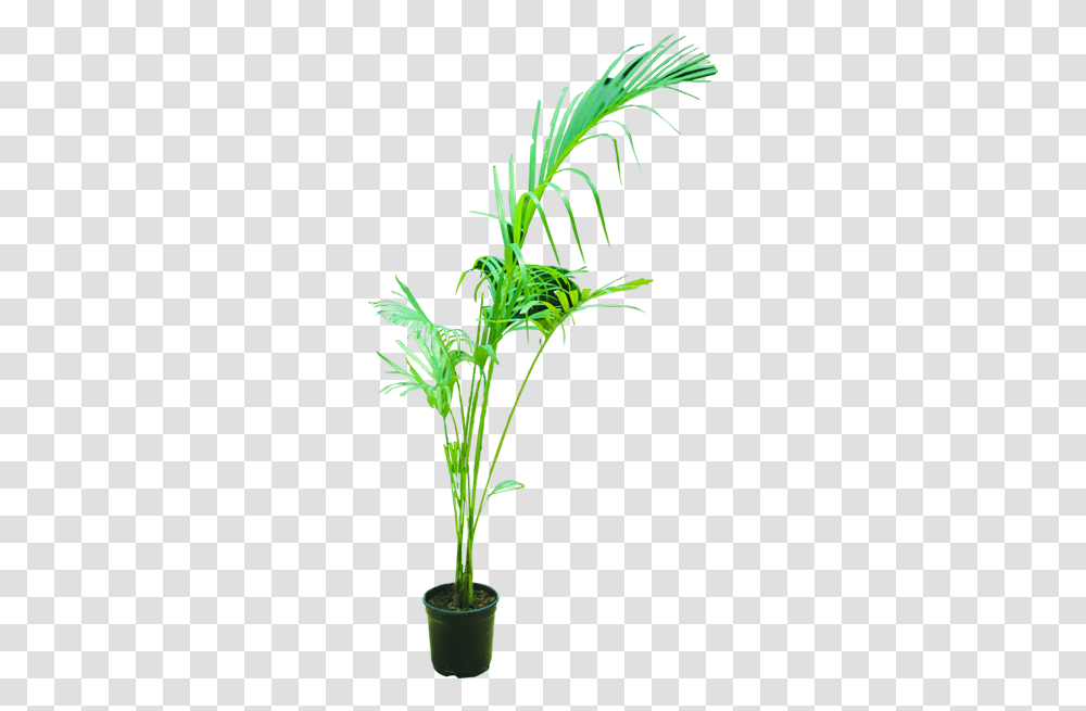Areca Palm Houseplant, Flower, Vegetation, Leaf, Asteraceae Transparent Png