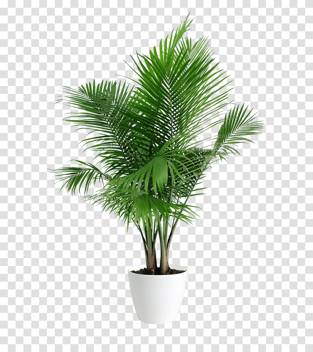 Areca Palm Plant, Palm Tree, Arecaceae, Leaf Transparent Png