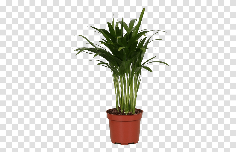 Areca Palm, Plant, Tree, Palm Tree, Arecaceae Transparent Png