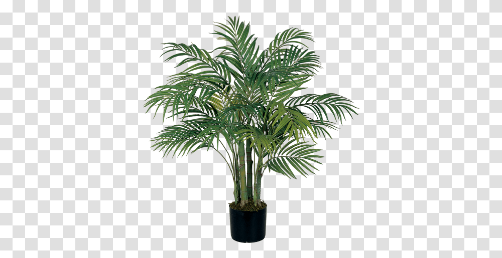 Areca Silk Palm Tree Areca Palm Tree, Plant, Arecaceae Transparent Png