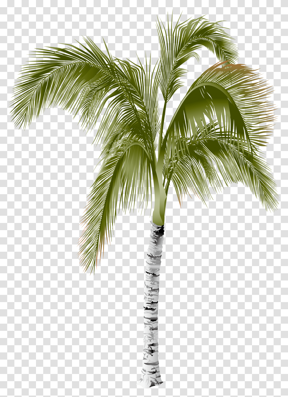 Arecaceae Areca Palm Tree Palm Tree, Plant Transparent Png