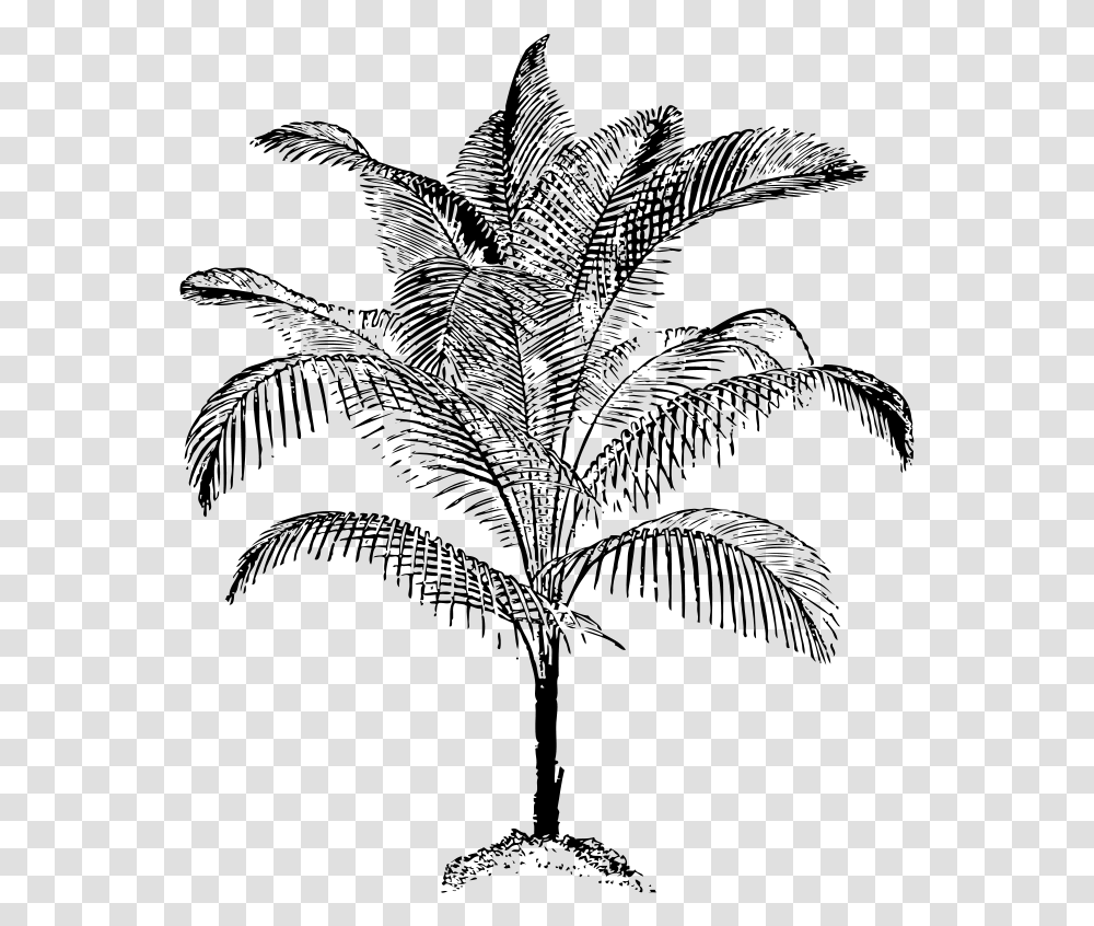 Arecaceae Coconut Tree Line Art Palm Vector, Gray, World Of Warcraft Transparent Png
