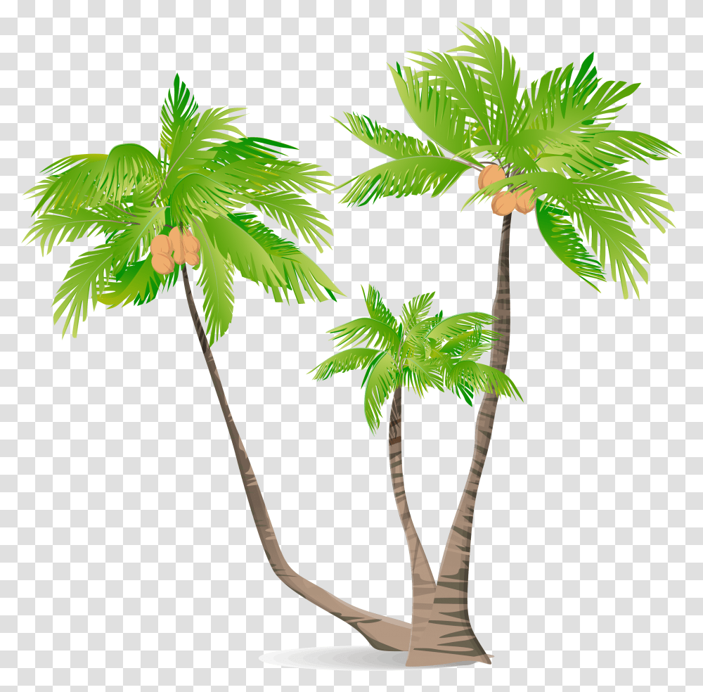 Arecaceae Green Coconut Illustration Illustration Coconut Tree, Plant, Palm Tree, Leaf Transparent Png