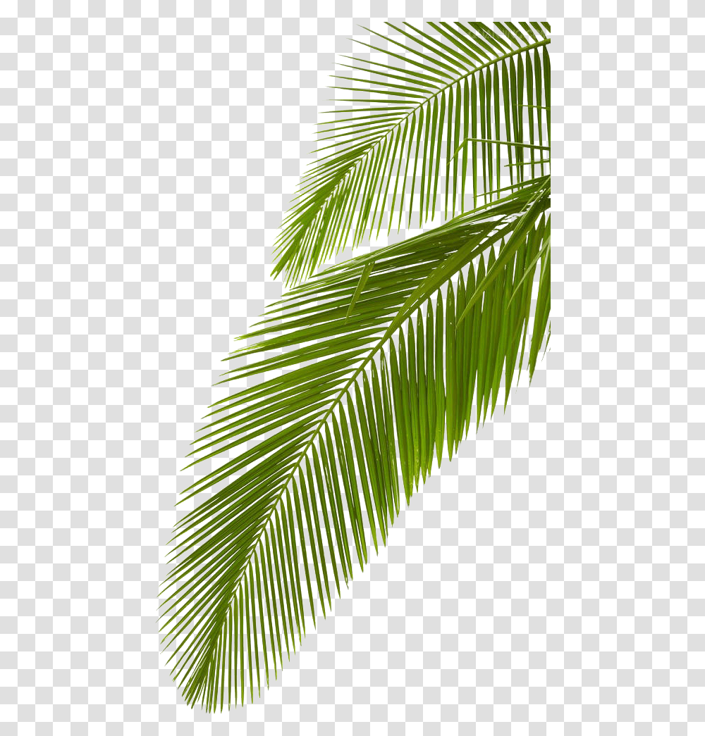 Arecaceae Leaf Stock Photography Palm Coconut Tree Leaves, Plant, Green, Vegetation, Veins Transparent Png