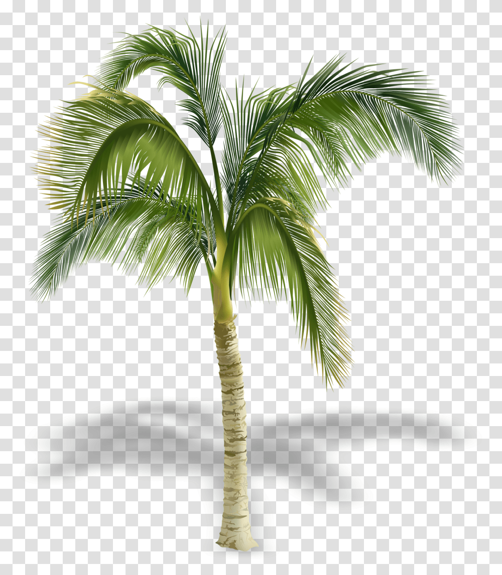 Arecaceae Stock Photography Tree Royalty Free Palm Tree, Plant, Bird, Animal Transparent Png