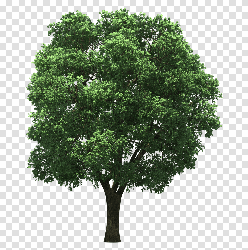 Arecaceae Top Tree Hd Image Free Clipart Tree For Post Production, Plant, Oak, Tree Trunk, Maple Transparent Png