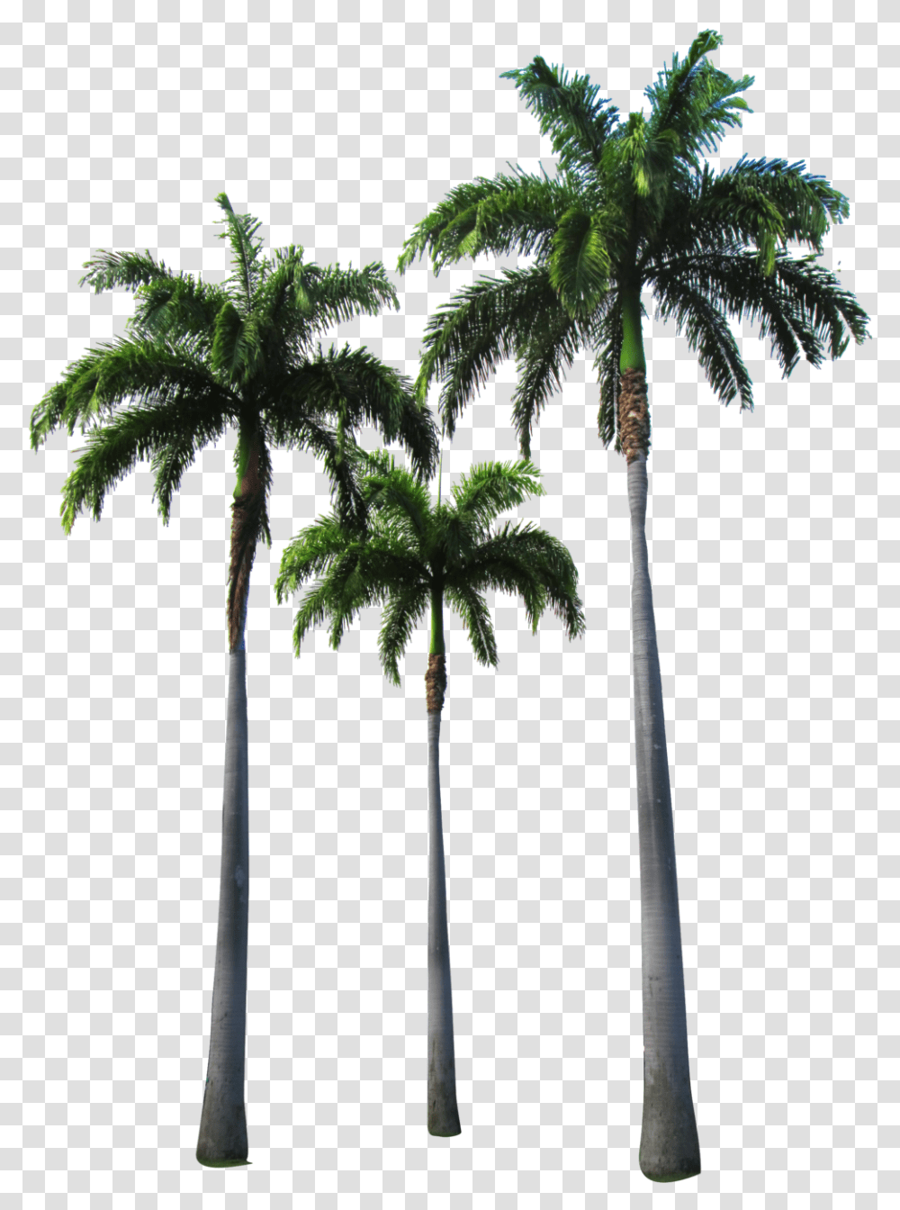 Arecaceae Tree Clip Art Hotline Miami Wallpaper Phone, Plant, Palm Tree, Lamp Post Transparent Png